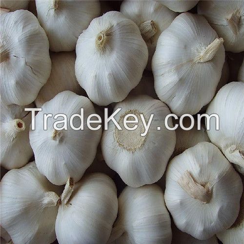 Hot sell White Garlic