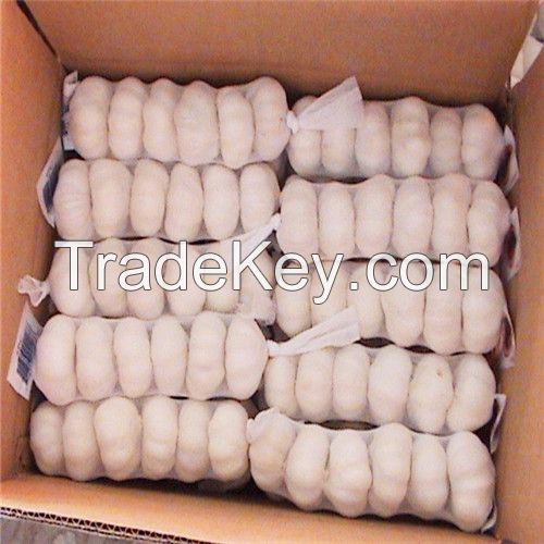 Hot sell  Garlic in Mesh Bags