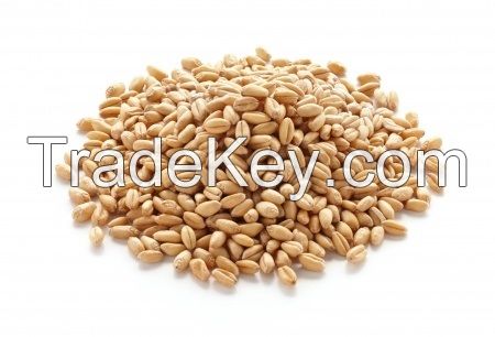 Durum Wheat