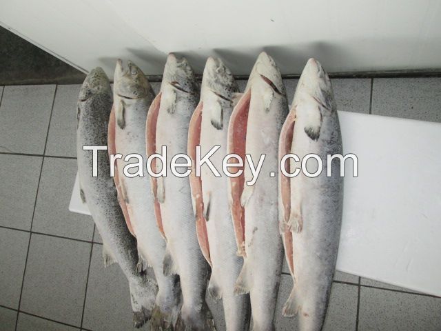 Atlantic Salmon