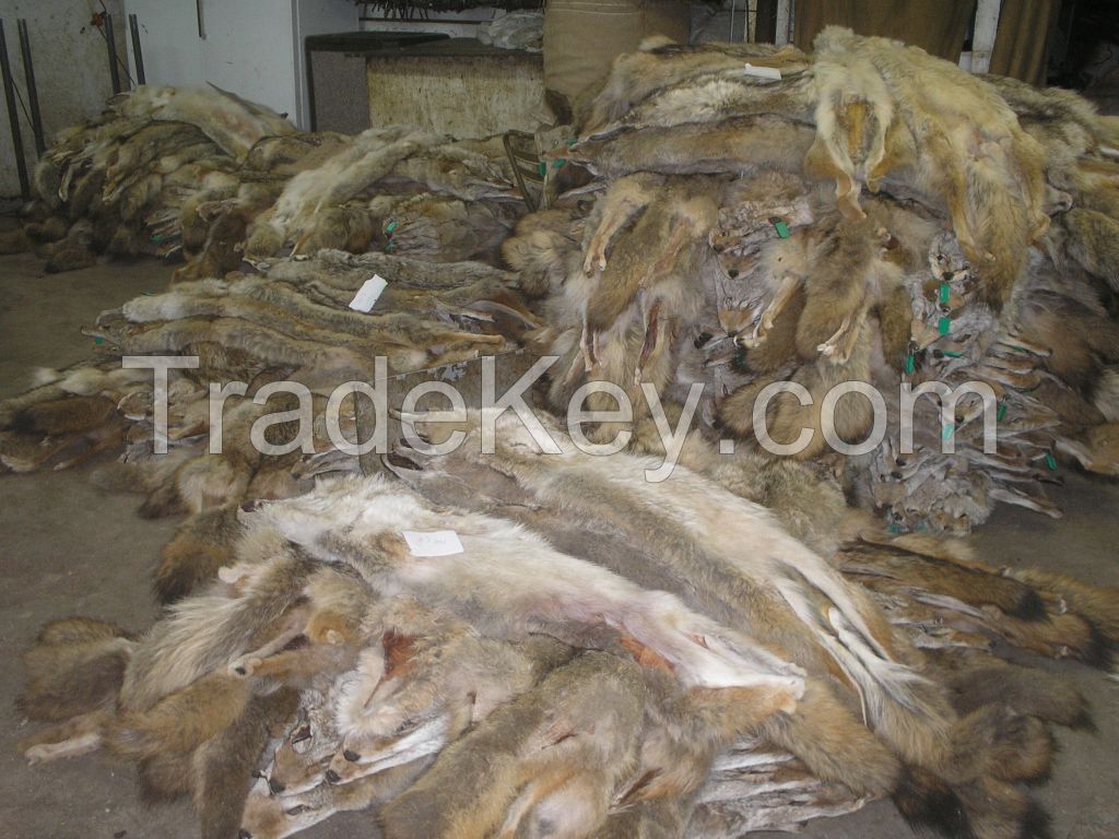 COYOTE FURS - WESTERN COYOTES &amp; MIDWESTERN COYOTES - RAW SKINS- LARGE QUANTITIES AVAILABLE