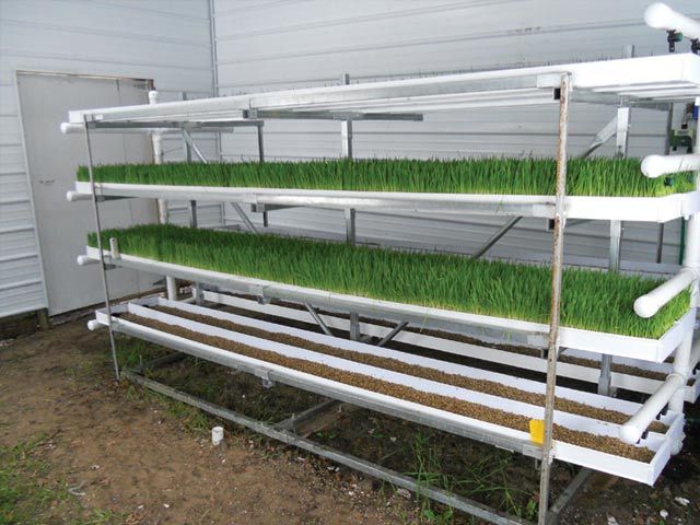 Animal hydroponic fodder machine