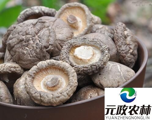 Edible Organic Dried Wild Vegetable