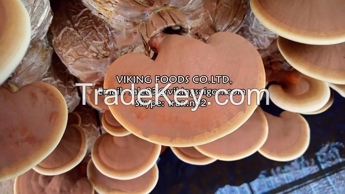 LINGZHI MUSHROOM/GANODERMA - THE BEST PRICE