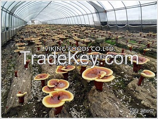 LINGZHI MUSHROOM/GANODERMA - THE BEST PRICE