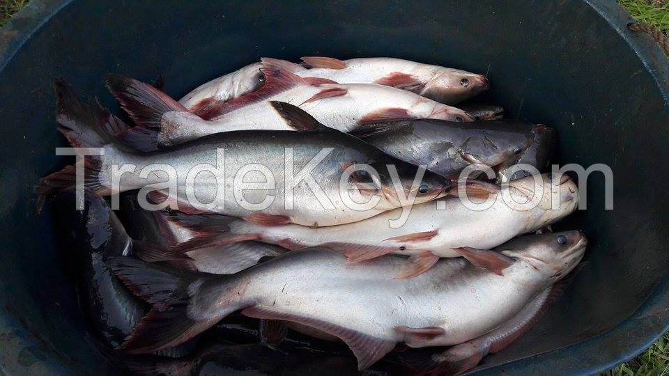 ONLY USD 1.38 ***SHOCK PANGASIUS PRICE