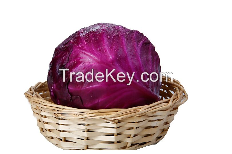 Hot Sale Natural Fresh Purple Cabbage