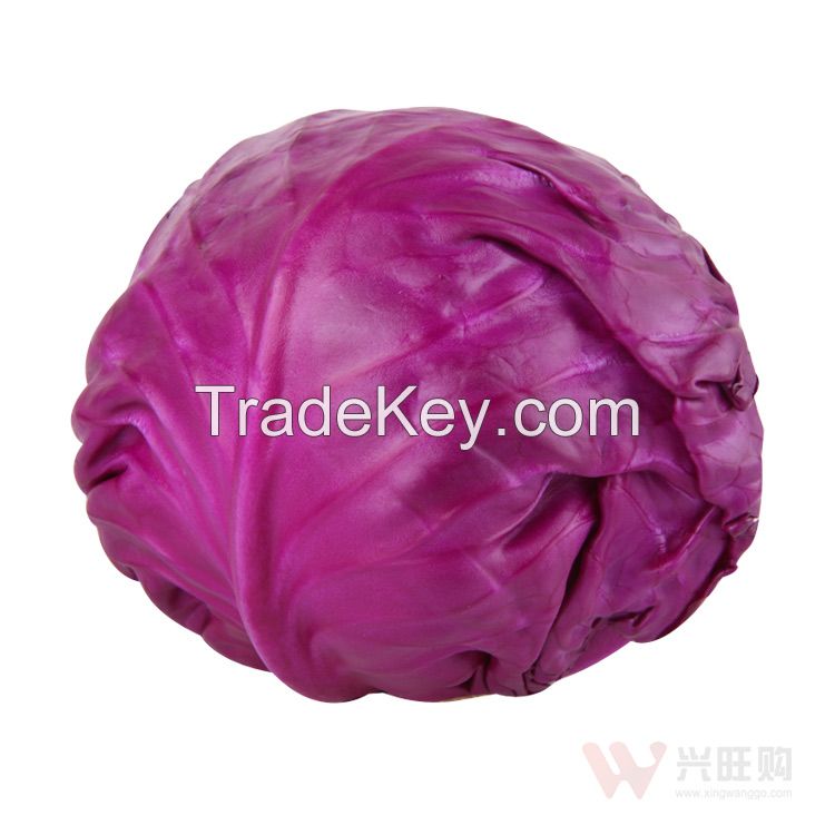 Wholesale Natural Fresh Purple Cabbage