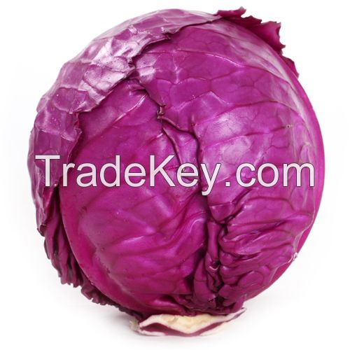 Wholesale Natural Fresh Purple Cabbage