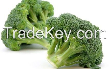 Wholesale Natural Fresh Broccoli