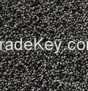 Blue Poppy seeds