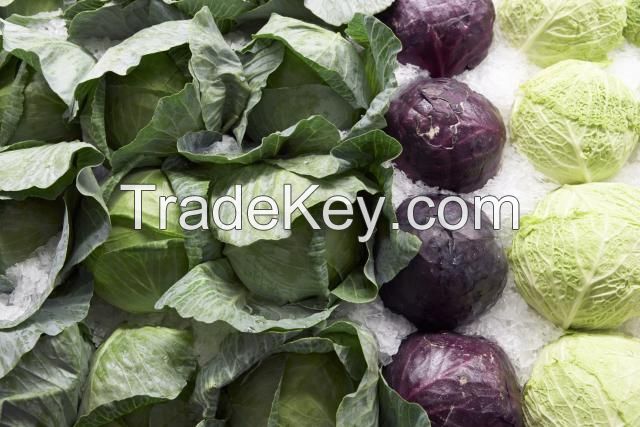 Fresh Cabbage/Cabbages