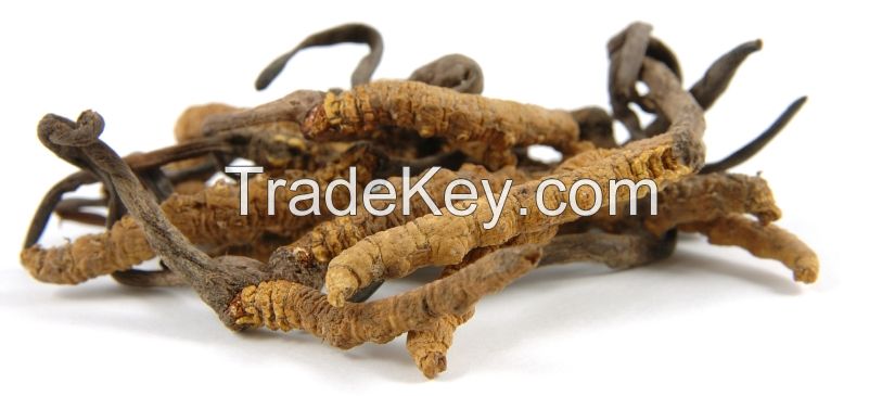 Cordyceps Fungus