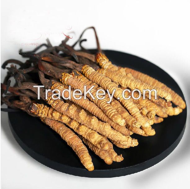 Wild Cordyceps