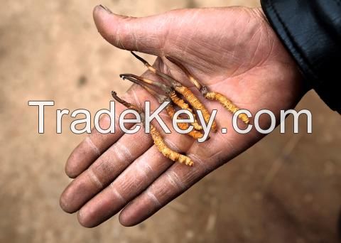 Wild Cordyceps