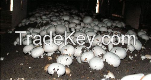 Agaricus bisporus/ White Mushroom