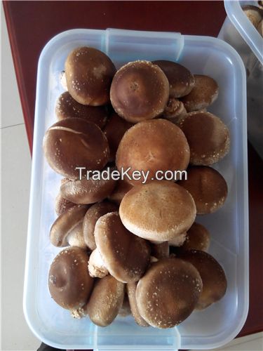 Xianggu mushroom