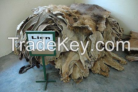 African lion hides for sale / Lion skin direct supply.