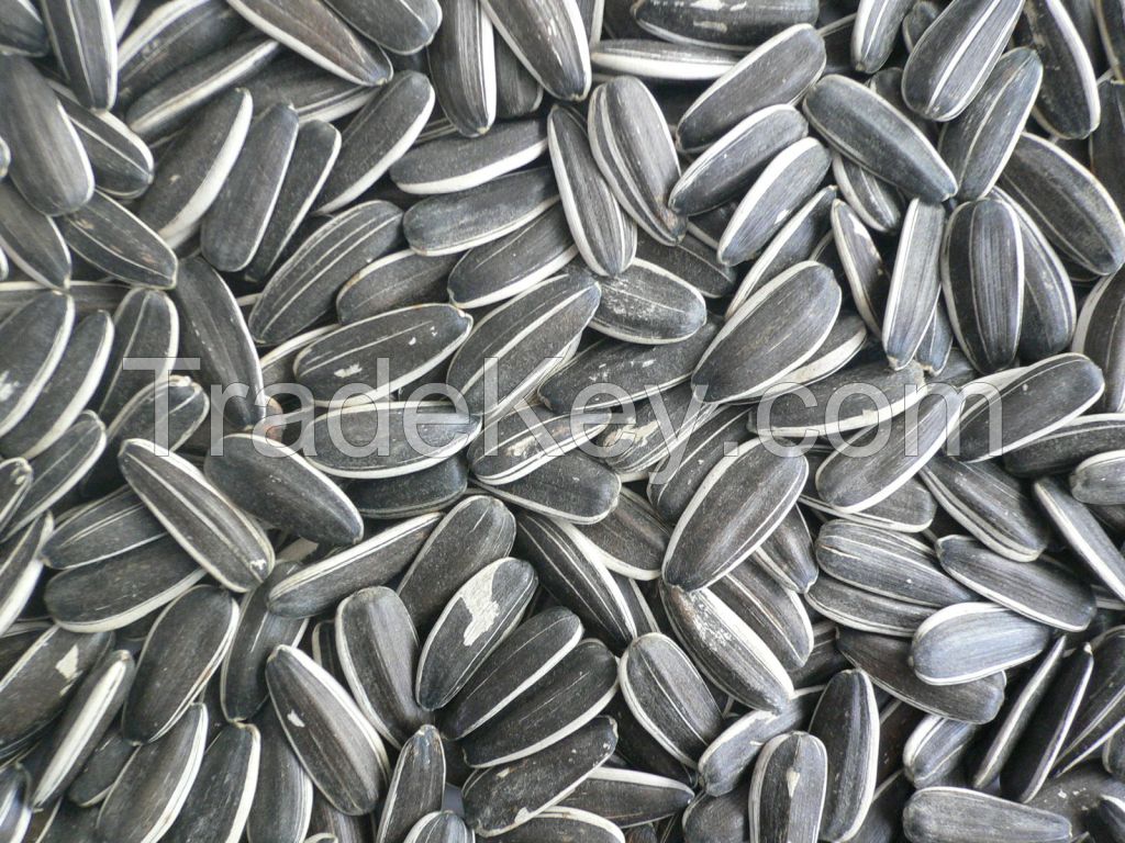  sunflower seed