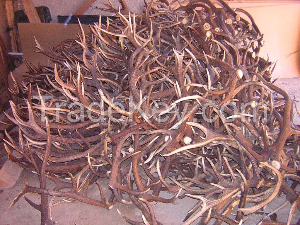 deer antlers