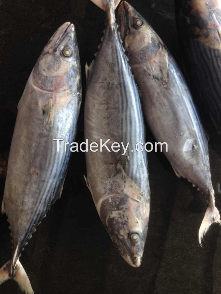 Sea Frozen Sarda (Bonito)