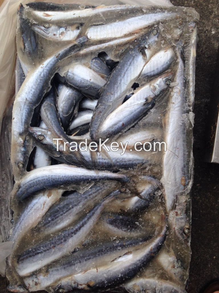 Frozen Spanish Mackerel IQF / Atlantic Mackerel Fishes