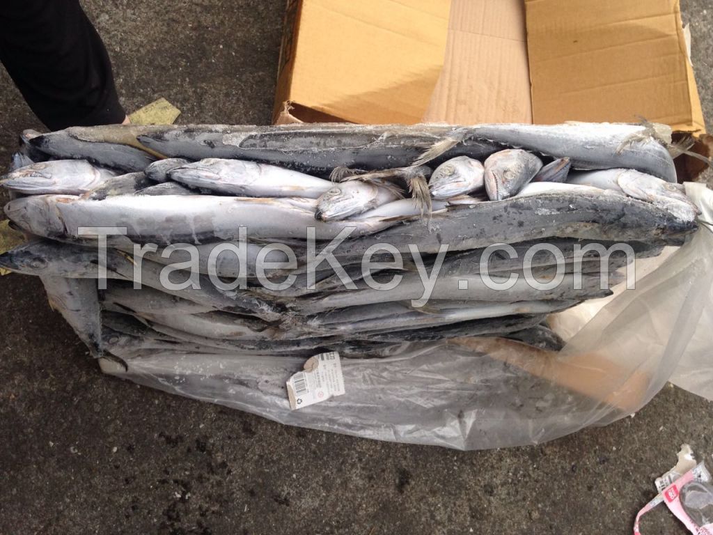 Frozen Spanish Mackerel IQF / Atlantic Mackerel Fishes