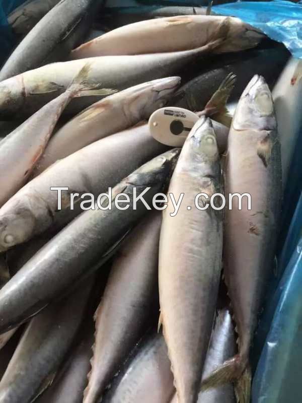 Sea Frozen Fishes - Pacific Mackerel / Pacific Jack Mackerel / Trachurus symmetricus / Californian Jack Mackerel / Jack Mackerel