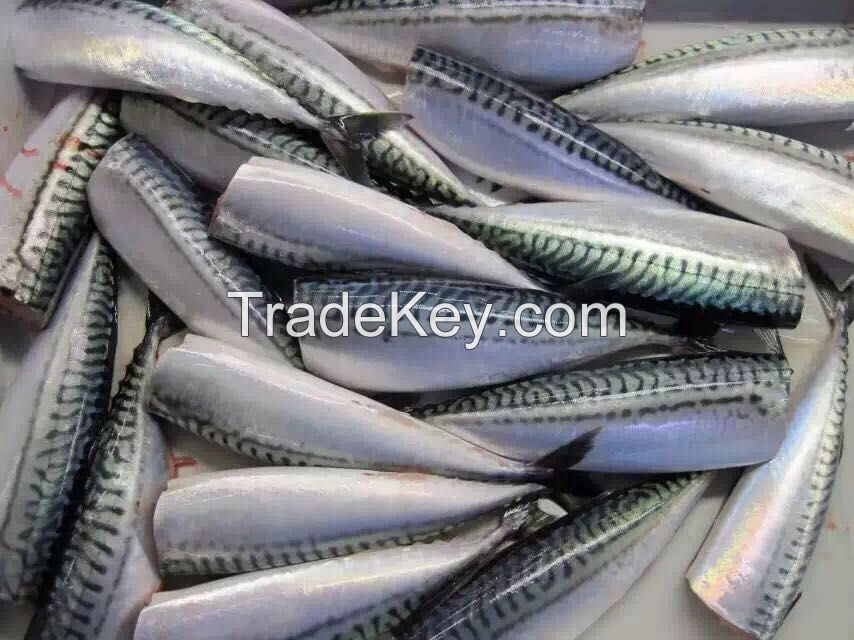 Sea Frozen Pacific Mackerel HGT | HGT Mackerel | HGT Fishes