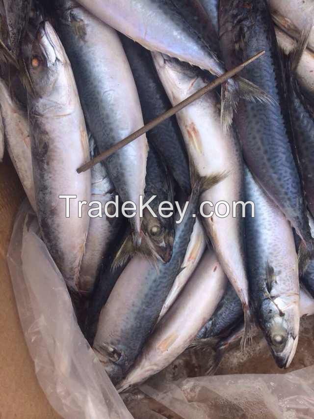 Sea Frozen Fishes - Pacific Mackerel / Pacific Jack Mackerel / Trachurus symmetricus / Californian Jack Mackerel / Jack Mackerel