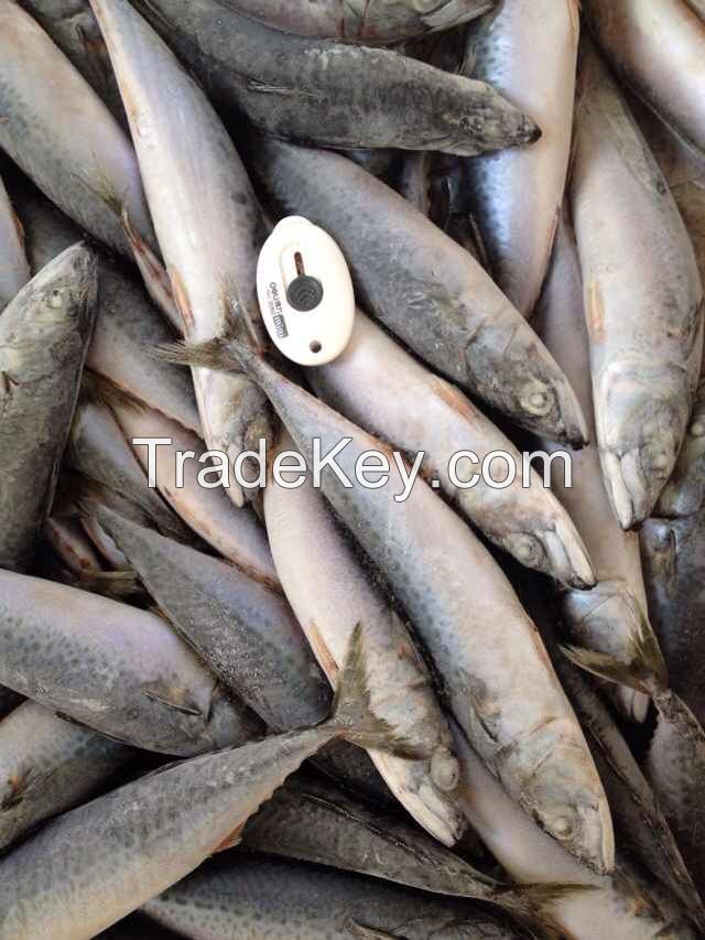 Sea Frozen Fishes - Pacific Mackerel / Pacific Jack Mackerel / Trachurus symmetricus / Californian Jack Mackerel / Jack Mackerel