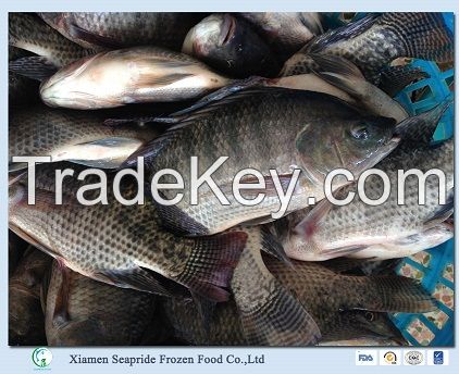 Frozen Tilapia Fish Whole Round