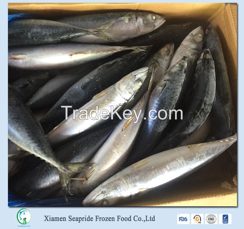 Sea Frozen Pacific Mackerel Fish
