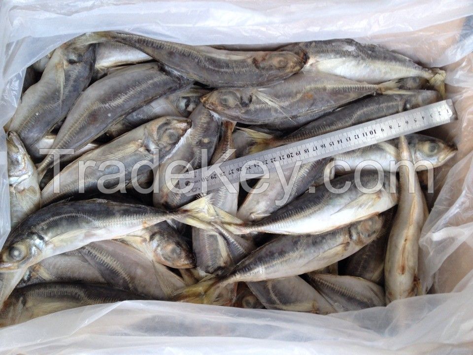 Frozen Land Mackerel,Frozen Horse Mackerel