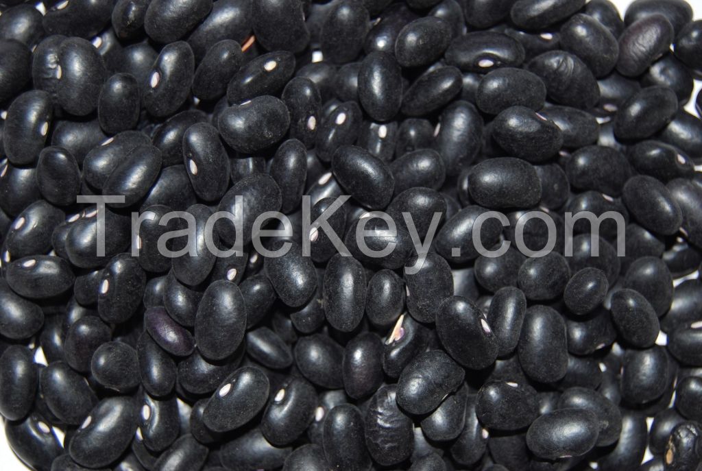 Black Kidney Bean