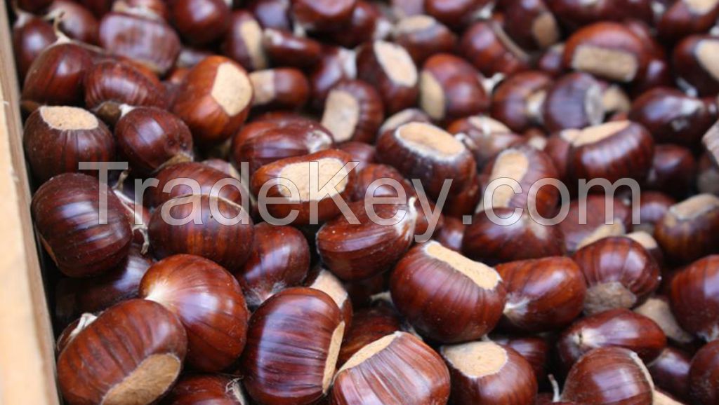 fresh chestnut