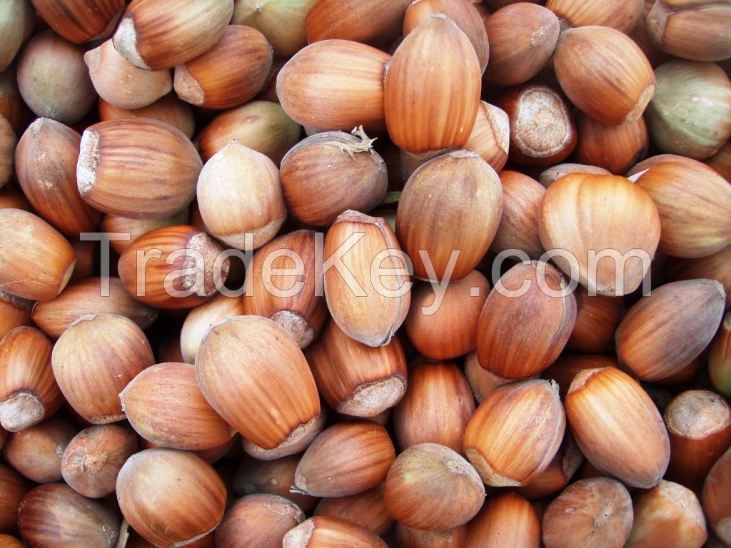 hazelnuts for sale