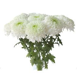 Chrysanthemum