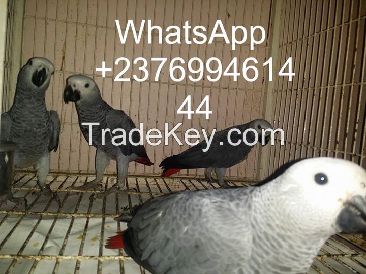 African Grey 