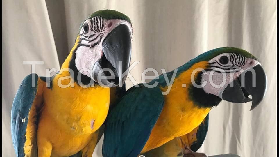 Ara ararauna Blue and Gold Macaws Parrots