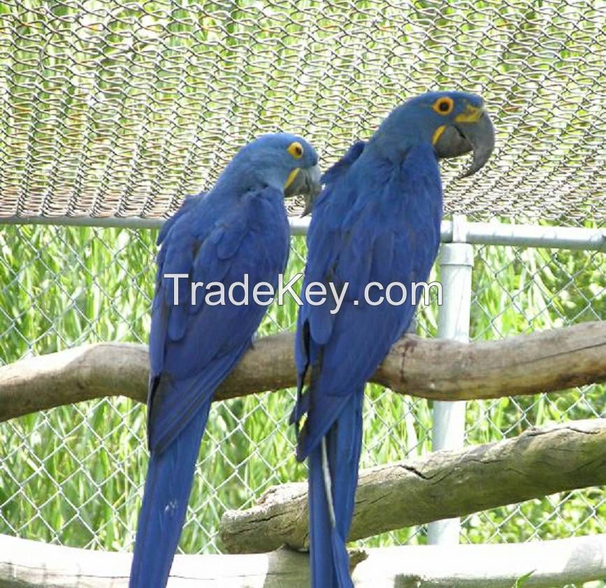 Hyacinth Macaws 