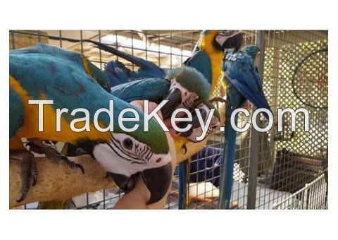 Ara ararauna Blue and Gold Macaws Parrots