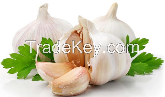 GARLIC POWDER