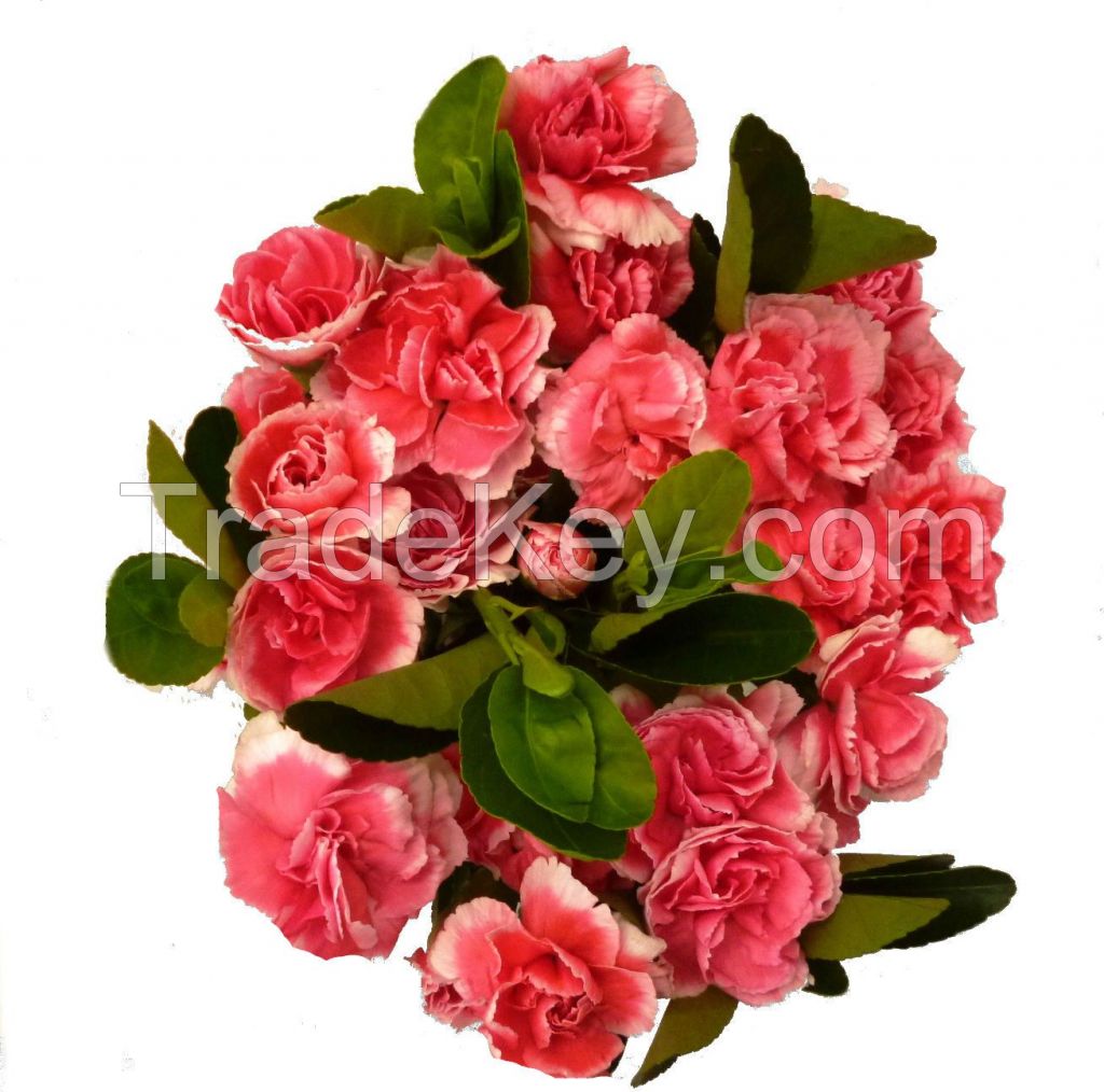 Select Mini Carnation 