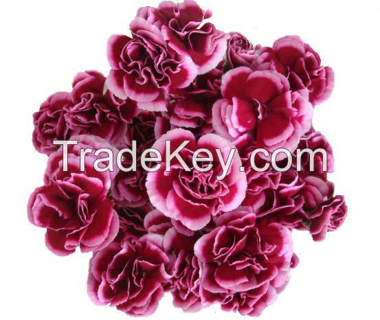 Select Mini Carnation 