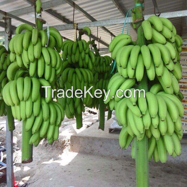 Fresh Green Cavendish Banana | Fresh fruit