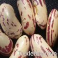 light speckled kidney beans