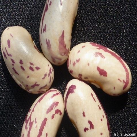 light speckled kidney beans