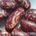 purple speckled kidney beans