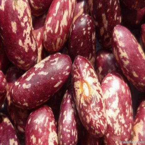 red speckled kidney beans